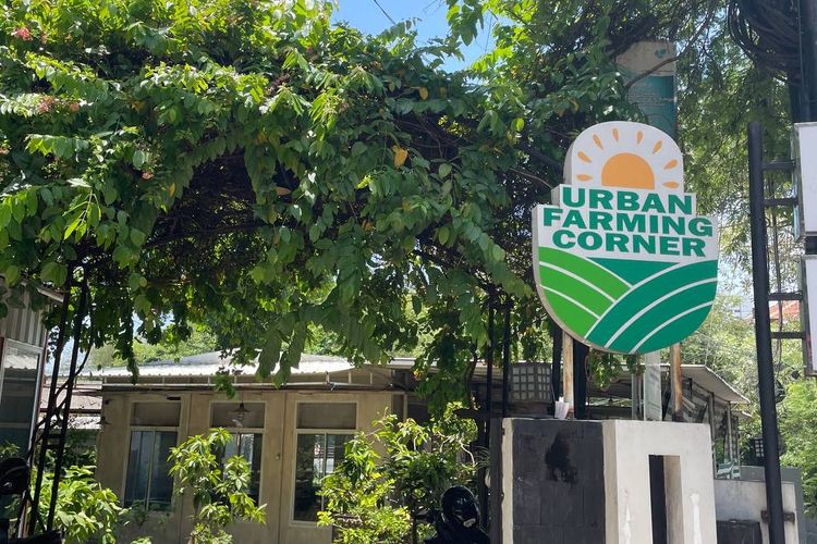 Urban Farming Corner menjadi ruang hijau terbuka di Semarang dan tempat dalam penyuluhan pertanian di Kota Semarang, beralamat di Jl. Menteri Supeno No.1, Mugasari, Kec. Semarang Selatan, Kota Semarang, Jumat (17/10/2025). Riset IPB University menunjukkan urban farming ekologis bisa menurunkan suhu perkotaan dan memperbaiki kualitas lingkungan. Simak selengkapnya.