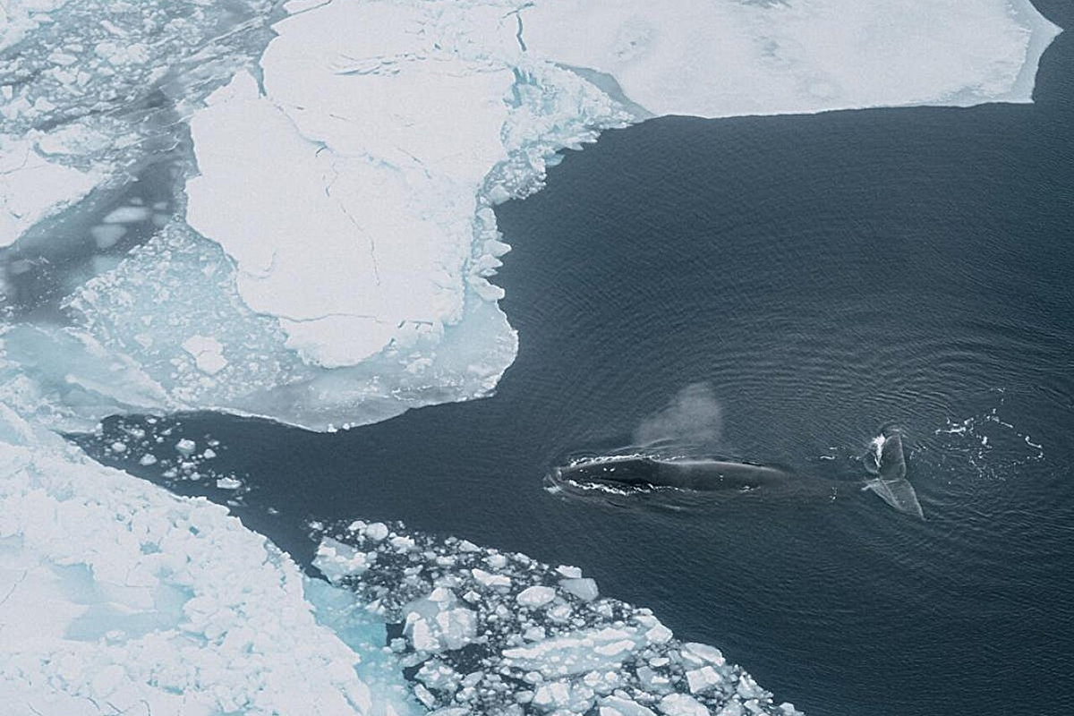 Seekor paus kepala busur berenang melalui es laut Arktik di Teluk Disko, Greenland.