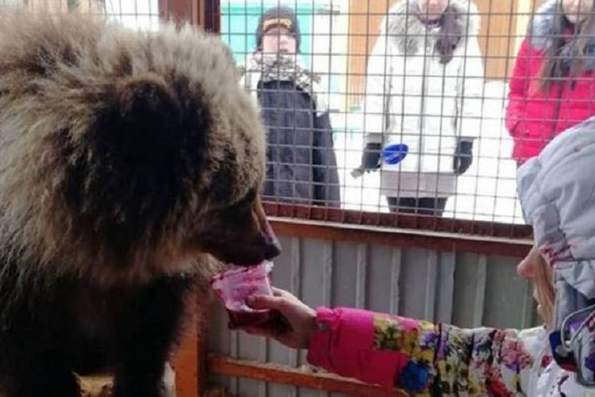 Anak beruang bernama Mashka yang ditolong warga