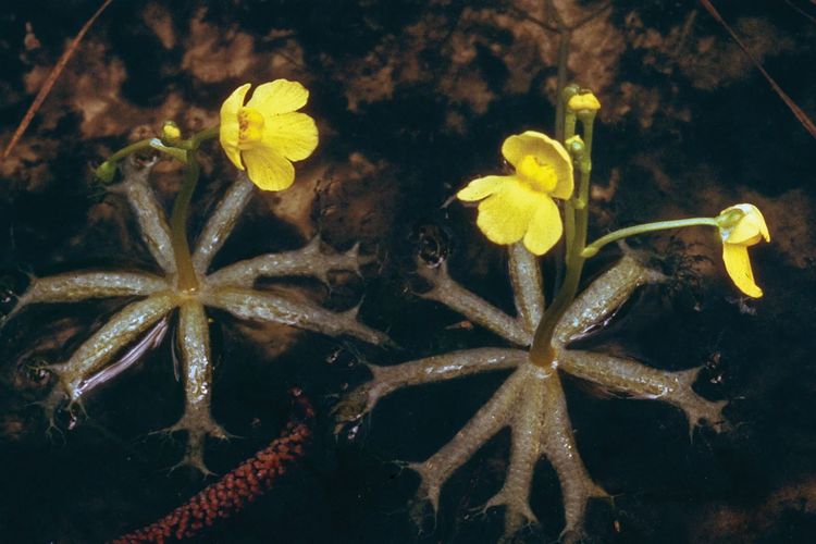 Ilustrasi tanaman bladderwort