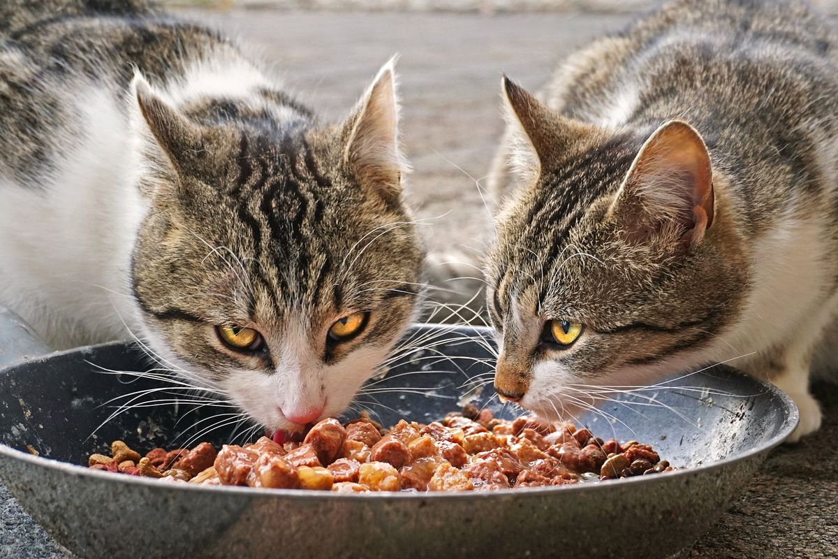 Ilustrasi kucing makan