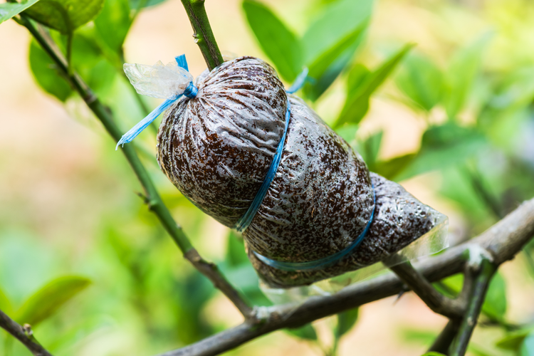 Ilustrasi langkah-langkah mencangkok