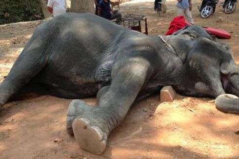 Kelelahan, Seekor Gajah di Angkor Wat Mati Saat Angkut Turis