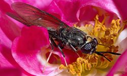 Budi Daya Maggot, Kualitas Pakan Berdampak pada Emisi CO2 dan Produksi Protein