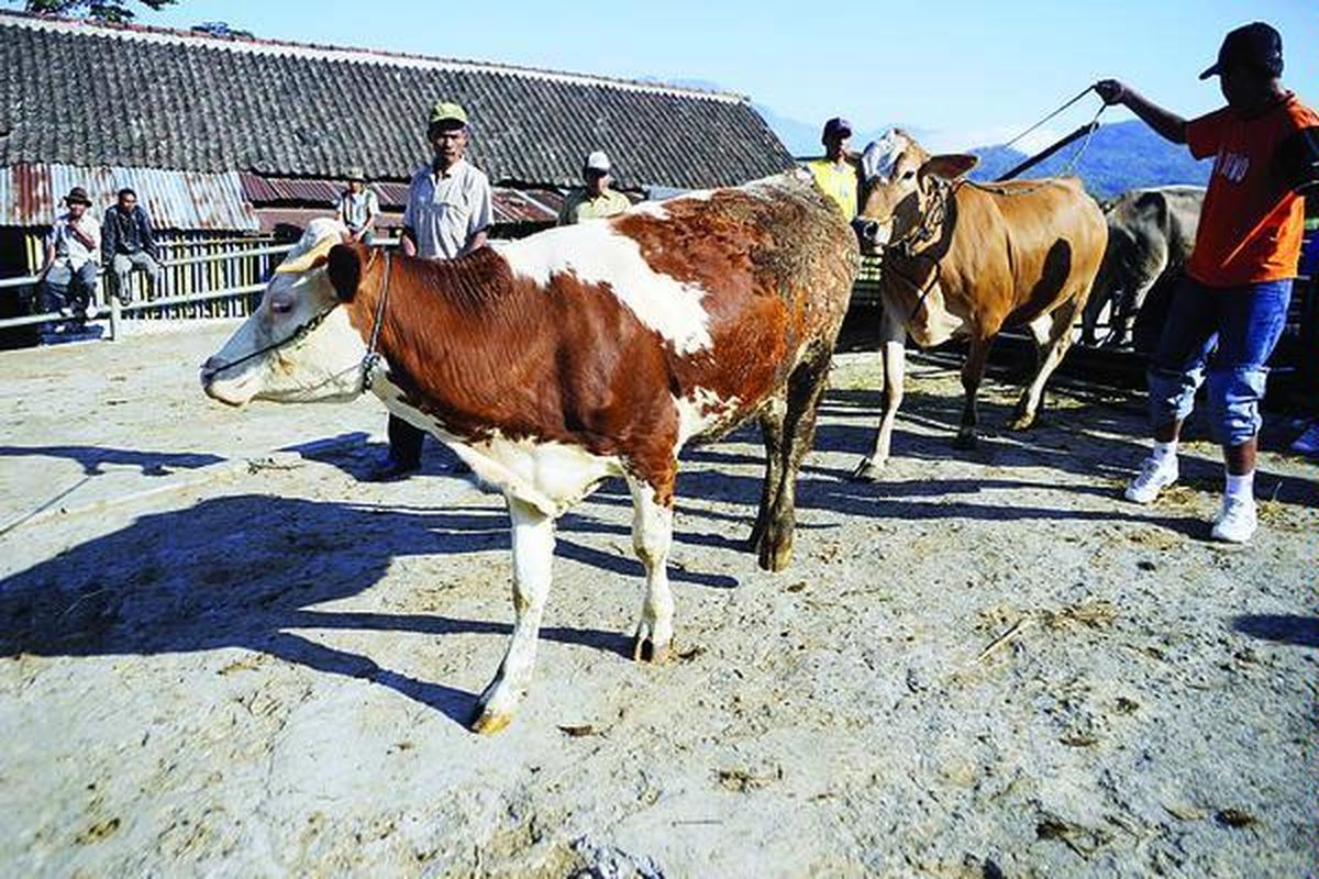Warga membawa ternak sapi mereka untuk dijual di Pasar Hewan Ambarawa, Kabupaten Semarang, Jawa Tengah, Senin (23/7). Tingginya permintaan daging sapi dalam beberapa hari ini juga mendorong meningkatnya transakasi jual-beli sapi di pasar tersebut.