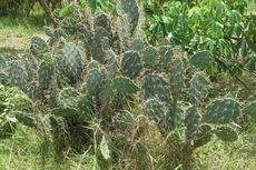 Ekstrak Kaktus Centong Percepat Kesembuhan Luka