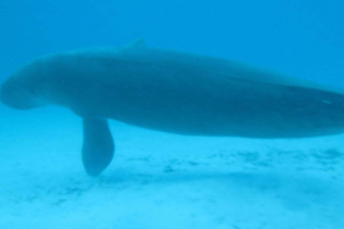 Duyung yang memiliki nama ilmiah Dugong dugon.