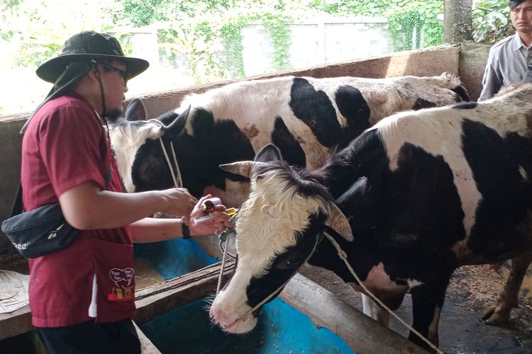 Beberapa sapi di kawasan Sanan, Kota Malang, Jawa Timur dalam kondisi bergejala PMK diberikan penanganan oleh Dispangtan Kota Malang pada 25 Mei lalu. 