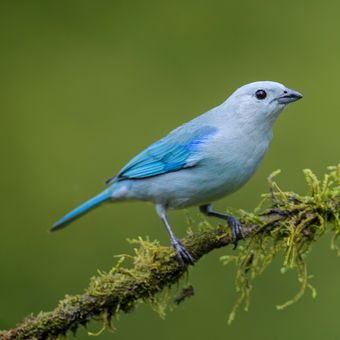 Ilustrasi burung tanager abu-abu biru atau blue-gray tanager.