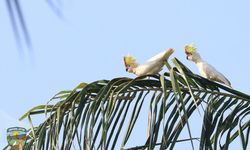 Upaya Warga Selamatkan Kakatua Jambul Kuning Langka, Tanam Pohon Kelengkeng