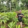 Sejarah Porang, Bermula dari Logistik Penjajahan Jepang di Indonesia