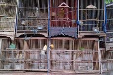 Di Mana Penegakan Hukum? 19.000 Burung Diperdagangkan secara Ilegal di Jakarta