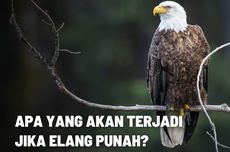 Apa yang Akan Terjadi jika Elang Punah? 