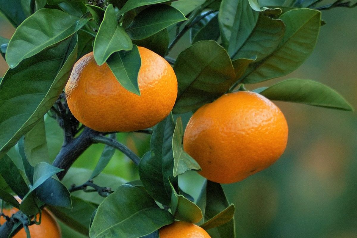 Ilustrasi tanaman jeruk