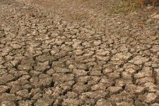 Kekeringan, 903 Hektar Sawah di Pulau Seram Gagal Panen 