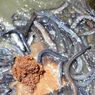 Stok Makin Sedikit, KKP Susun Rencana Pengelolaan Ikan Sidat