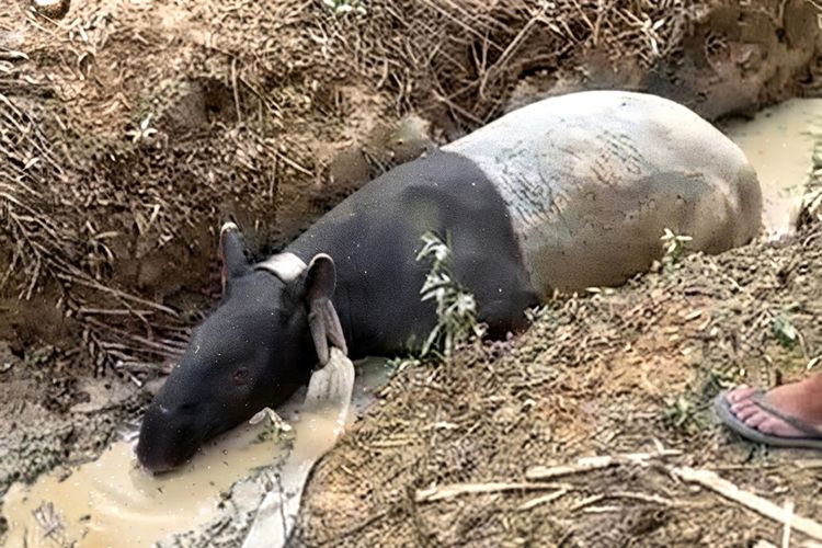 Tapir Terjebak di Parit Mesuji Lampung, Diduga Keluar dari Habitat Konservasi untuk Mencari Air