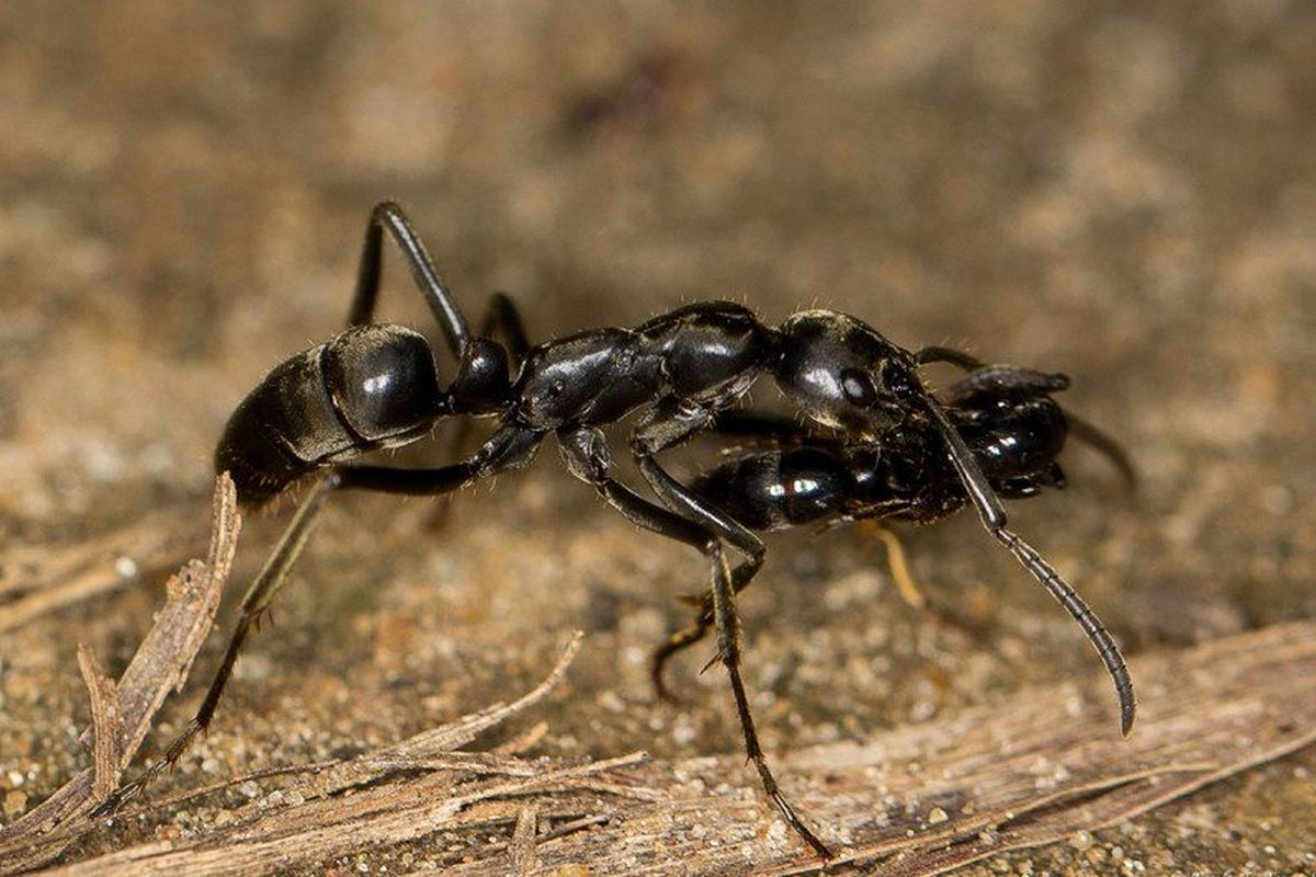 Semut matabele membopong rekannya yang terluka kembali ke sarang dan menyembuhkannya.