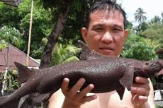 Seorang Polisi Temukan Ikan Aneh di Pantai Kalasey, Minahasa