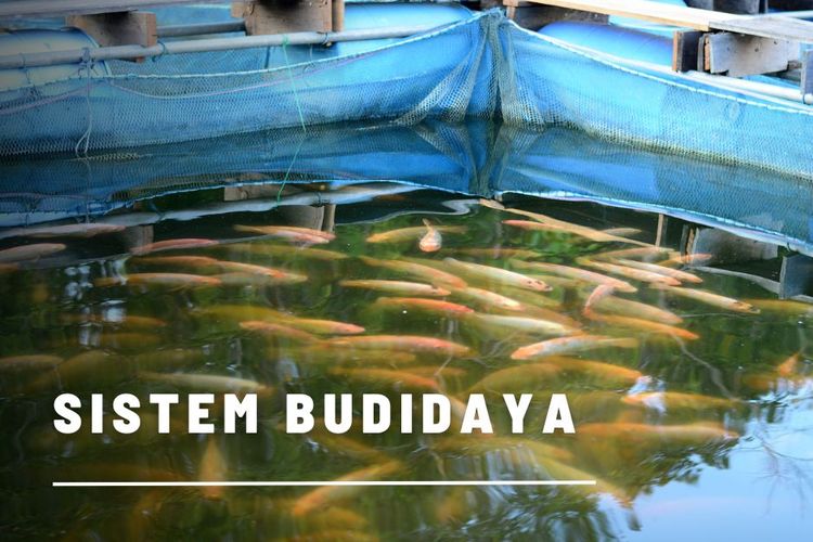 Mengenal Sistem Budidaya Ikan dan Peranannya