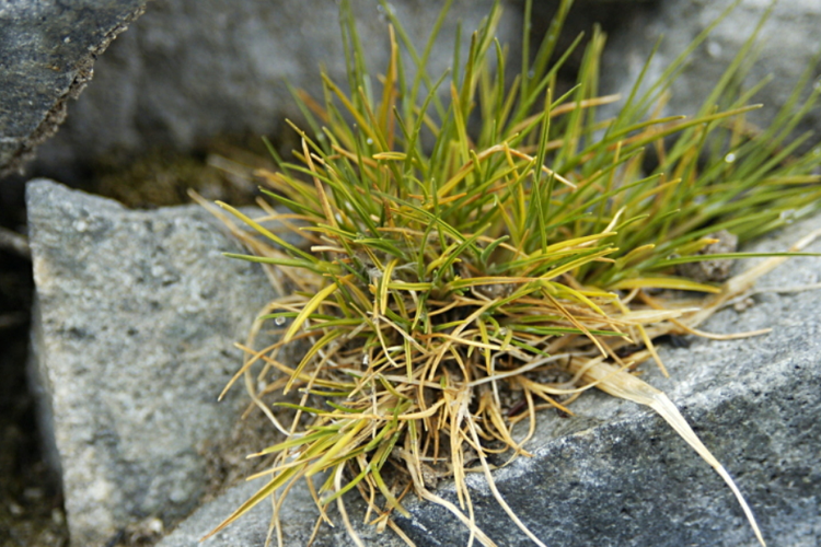 Rumput Rambut Antartika (Deschampsia antartica), salah satu spesies tanaman di Antartika. Akibat perubahan iklim, tanaman berbunga di Antartika mengalami ledakan pertumbuhan.