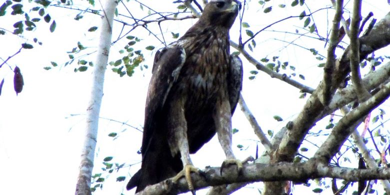 Poco Ndeki Spot Terbaik Pengamatan Burung Endemik Flores Yang