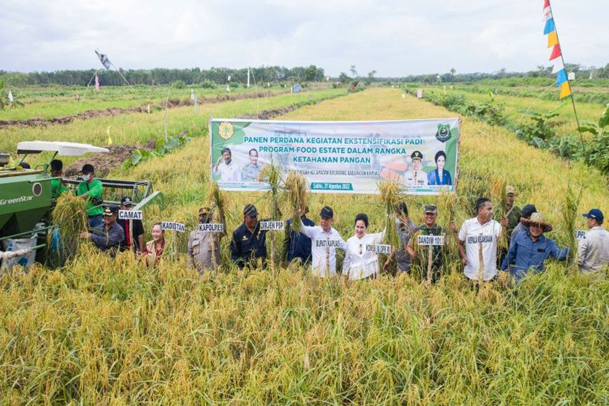 Program ekstensifikasi Kementerian Pertanian di Kabupaten Kapuas, Kalimantan Tengah, sulap lahan tidur sukses panen. 