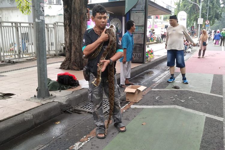 Pengunjung yang berfoto bersama Laksmi, sang ular sanca kembang saat di Car Free Day (CFD) Jalan Raya Darmo Surabaya, Minggu (1/6/2025).