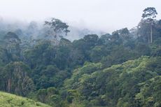 WWF: Perkebunan Skala Kecil Berpotensi Jadi Ancaman Utama Hutan Sumatera 