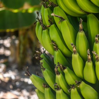 Ilustrasi pohon pisang cavendish.