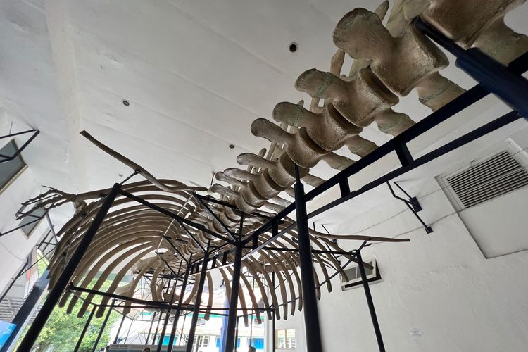 Penampakan dari bawah kerangka paus biru yang dipamerkan di Museum Zoologi Bogor. 