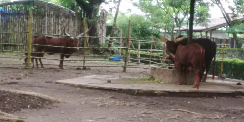 Watusi atau Sapi Afrika di Kebun Binatang Surabaya