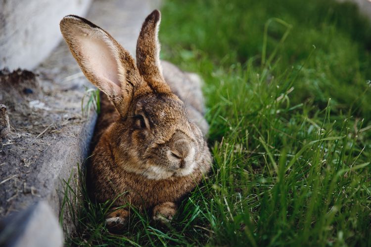 動物アレコレ なぜウサギには大きな2本の前歯があるのですか Pegasos01のblog