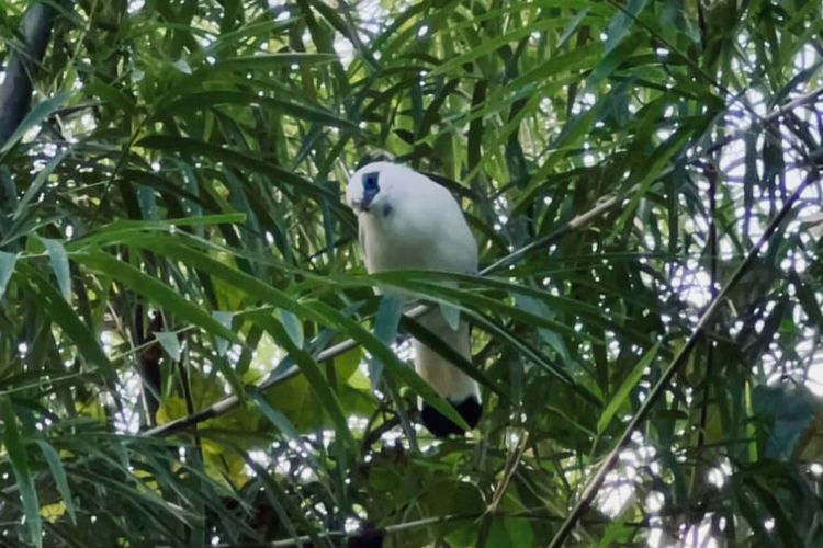 12 Ekor Jalak Bali Dilepasliarkan di Badung, Desa Adat Ikut Jaga Populasi