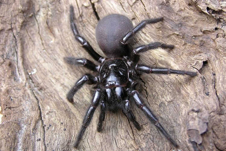 Funnel web spider, laba-laba paling mematikan di dunia