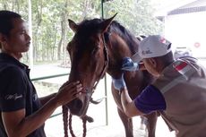 Dikarantina, Kuda Atlet Asian Games Tak Boleh Bertemu Sembarang Orang