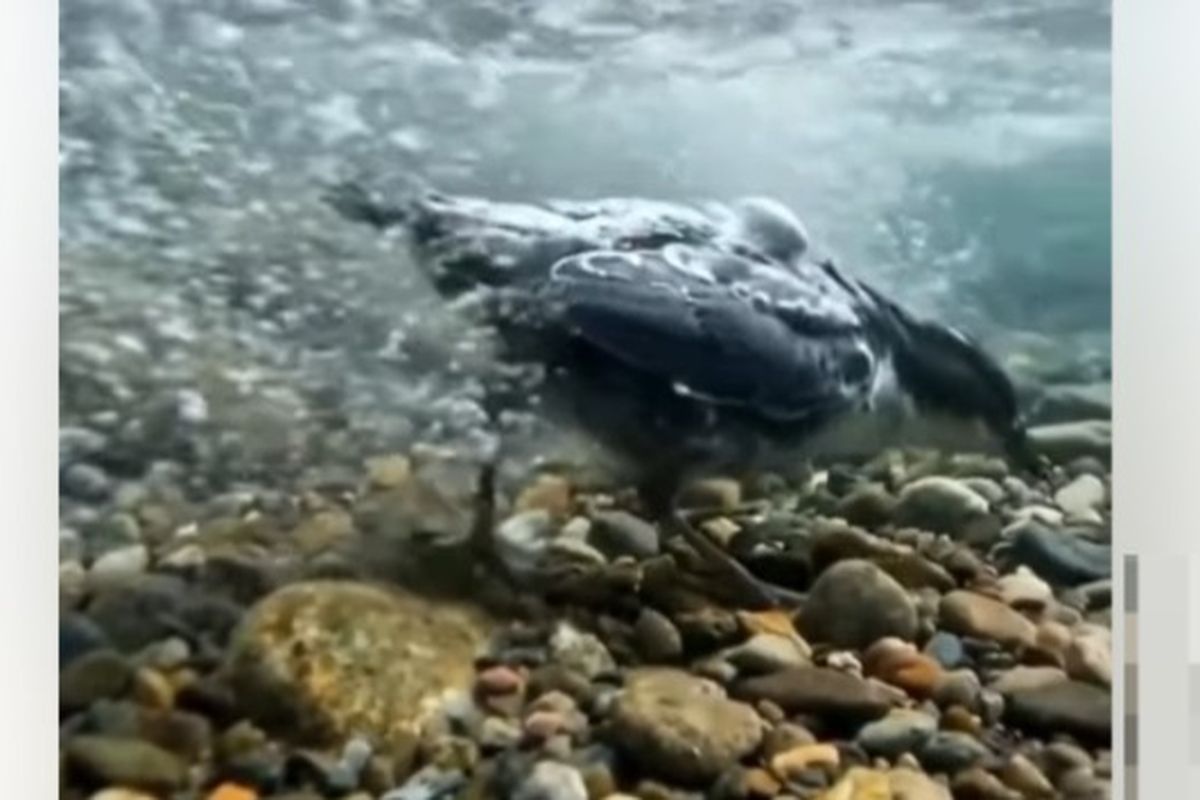Video Burung Dipper Berjalan di Dalam Air Viral, Ungkap Kemampuan Uniknya