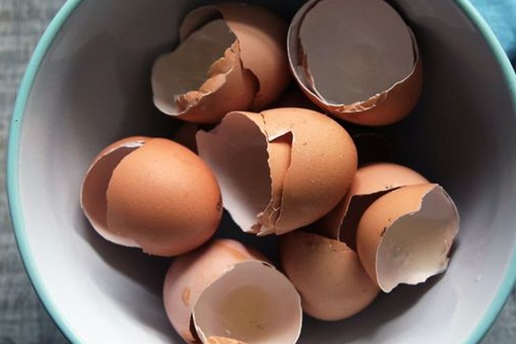 Ilustrasi cangkang telur.