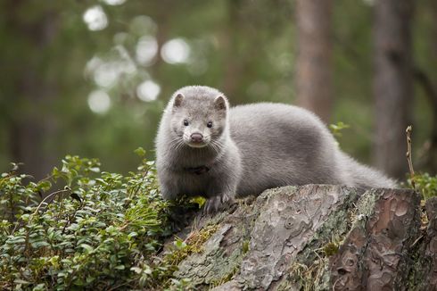 Scientists Study Coronavirus Outbreaks in Europe's Mink Farms