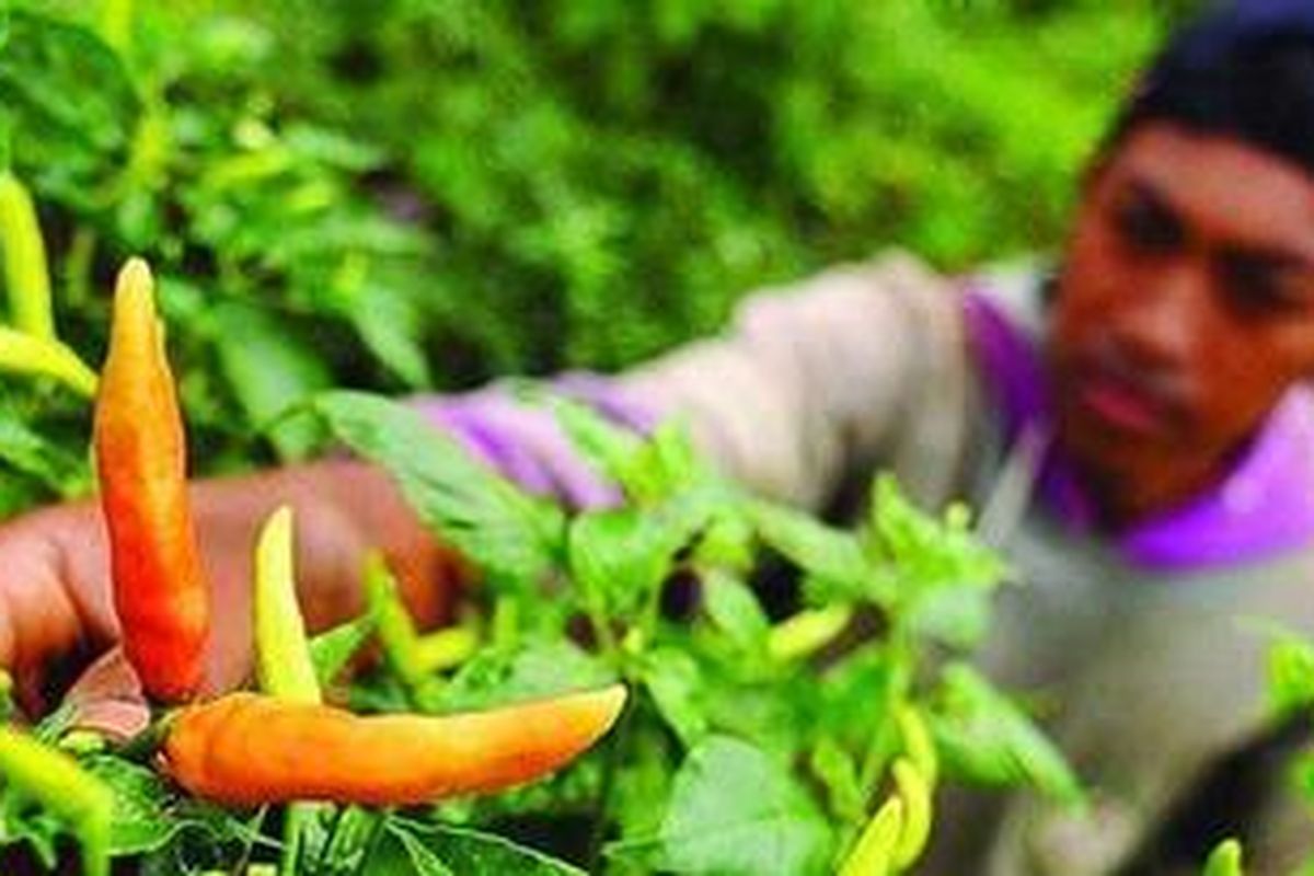 Harga cabai rawit yang melambung tinggi menjadi berkah bagi Bambang Hariyanto (21), petani muda di Kelurahan Merjosari, Kecamatan Lowokwaru, Kota Malang, Jawa Timur, Selasa (4/1/2011). Dari lahan seluas sekitar 800 meter persegi yang dimilikinya, Bambang mampu memanen cabai rawit sebanyak 3 kuintal. Harga cabai rawit di tingkat petani mencapai Rp 80.000 per kilogram. 