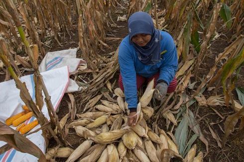 Berhitung Demi Jagung