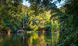 Gunung Mas Kalteng Punya Hutan Adat Terluas Se-Indonesia