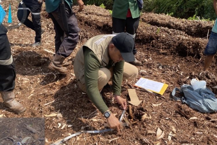 Detik-detik Harimau Terkam Gadis Kecil Saat Temani Kakak Cuci Piring di Pelalawan