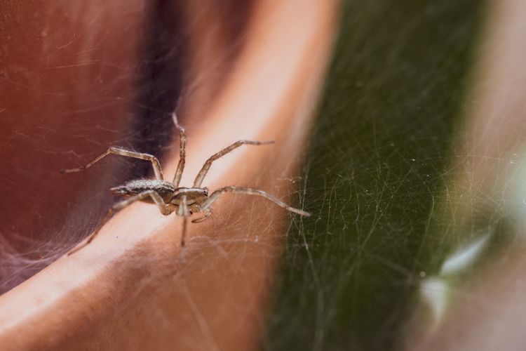 Ilustrasi laba-laba, sarang laba-laba di rumah. 