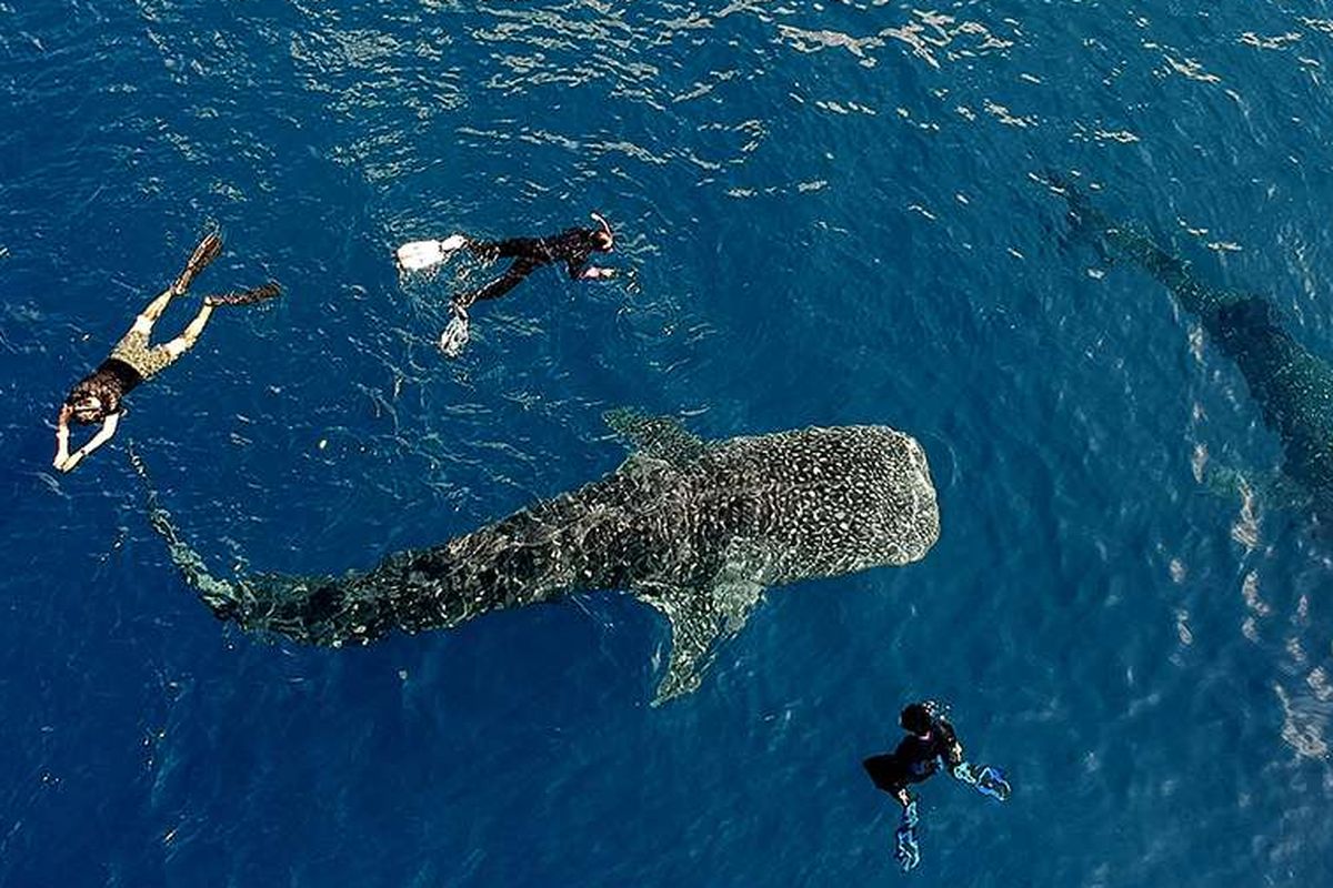Sejumlah wisatawan berenang bersama seekor Hiu Paus di perairan Botubarani, Kabupaten Bone Bolango, Gorontalo, Minggu (21/4/2019). Pengamat mencatat bahwa puncak musim kedatangan kelompok Hiu Paus ke perairan tersebut yaitu pada bulan Mei dan Juni.