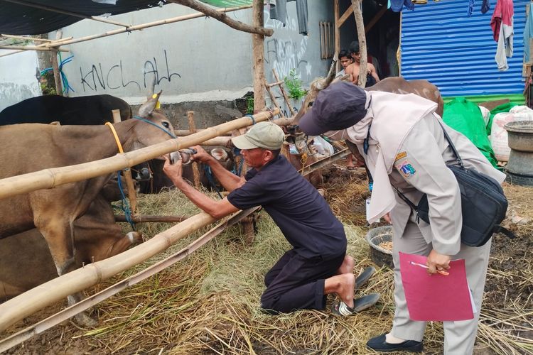 Hewan Kurban yang Tak Sehat di Jakut Diberi Tanda Silang