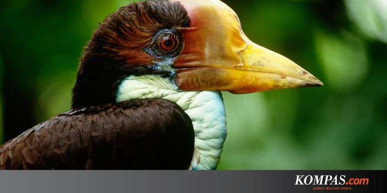 Mengenal Rangkong Gading Sang Petani Hutan Sejati