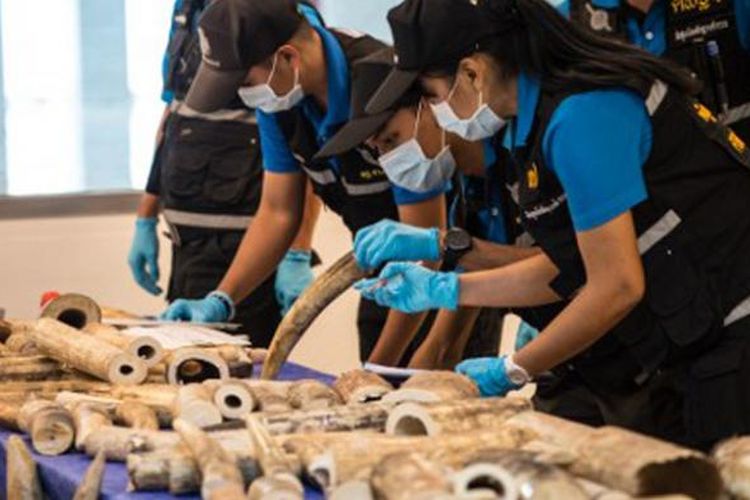 300 kilogram gading gajah yang telah terpotong-potong disita otoritas Thailand dari penerbangan asal Malawi ke bandara utama di Bangkok, tengah diperiksa petugas.  