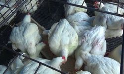 Ini Klarifikasi Dirjen PKH Terkait Pemberitaan Pengadaan Ayam Rp 770.000 Per Ekor