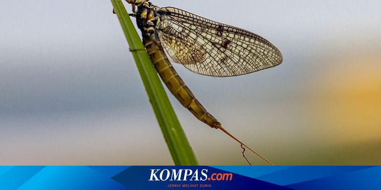 Berita Harian Insect-of-the-year Terbaru Hari Ini - Kompas.com